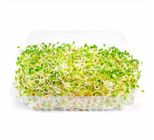 Broto De Trevo Sprout'S 150g