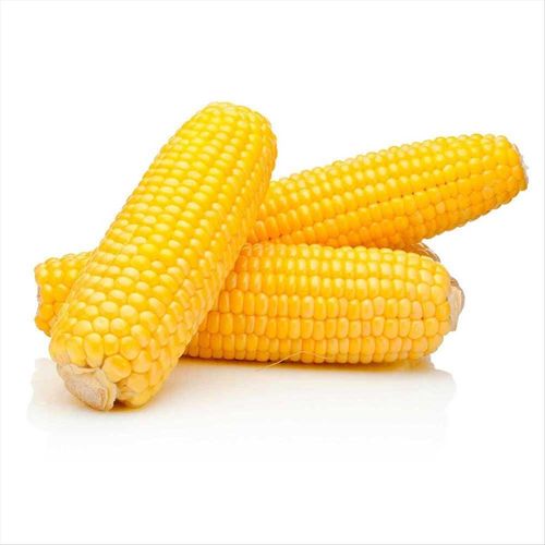 Milho Verde Espiga Unidade