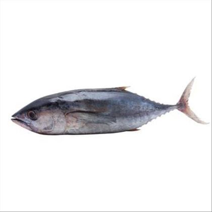 Peixe Atum Inteiro Fresco 3,3kg