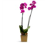 Orquídea Phalaenopsis Especial Unidade