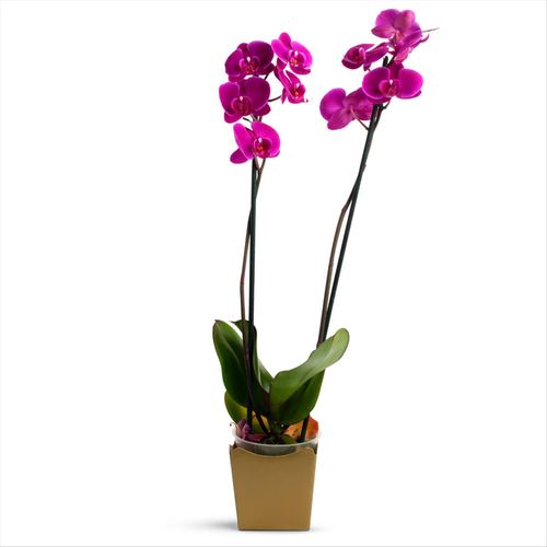 Orquídea Phalaenopsis Especial Unidade