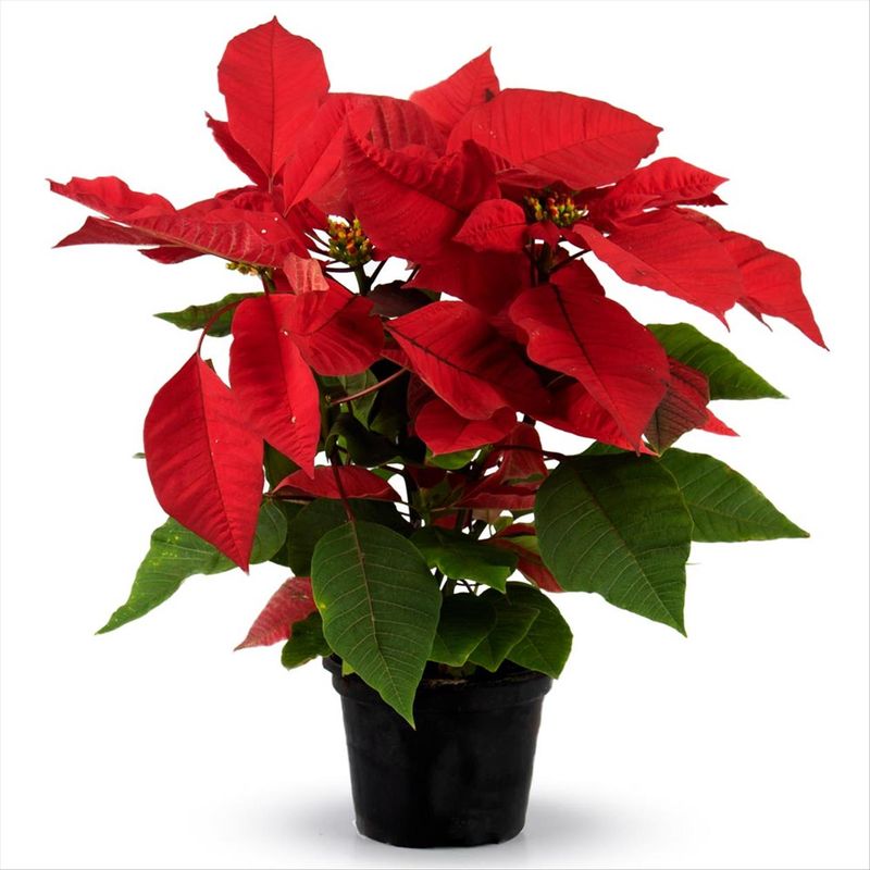 VF4qT-qqCUAAAAAAAAH_PQ