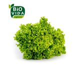 Alface Crespa Orgânica Bio Vida