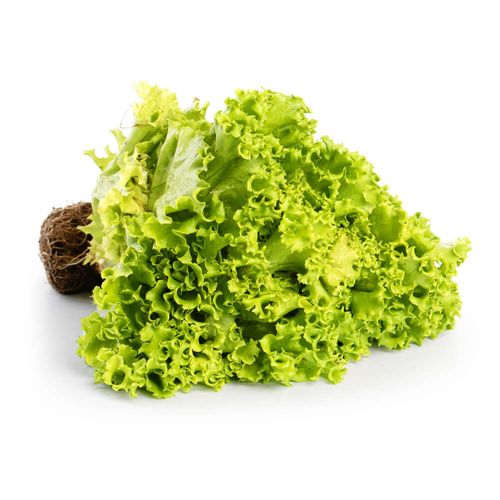 Alface Crespa Hidropônica Unidade