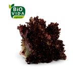 Alface Crespa Roxa Orgânica Bio Vida