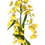 Orquidea-Oncidium-Especial-Unidade