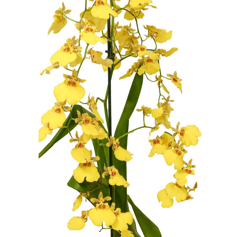 Orquidea-Oncidium-Especial-Unidade