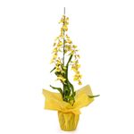 Orquidea-Oncidium-Especial-Unidade