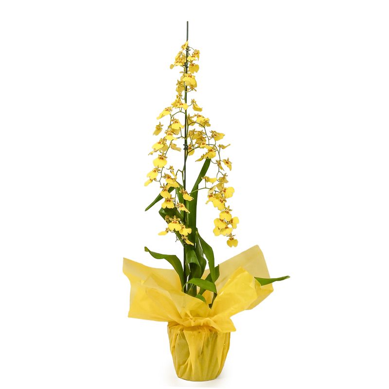 Orquidea-Oncidium-Especial-Unidade