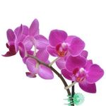 Mini-Orquidea-Phalaenopsis-Unidade