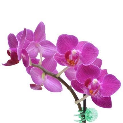 Mini-Orquidea-Phalaenopsis-Unidade
