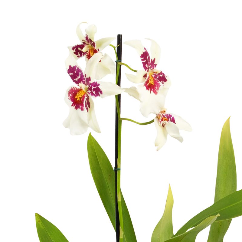 Orquidea-Miltonia-Unidade