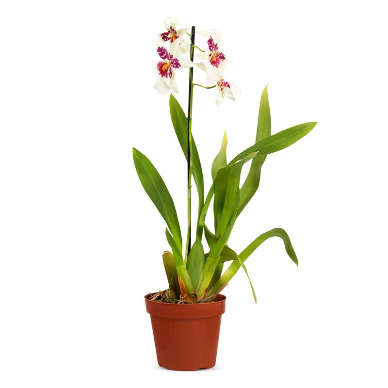 Orquidea-Miltonia-Unidade