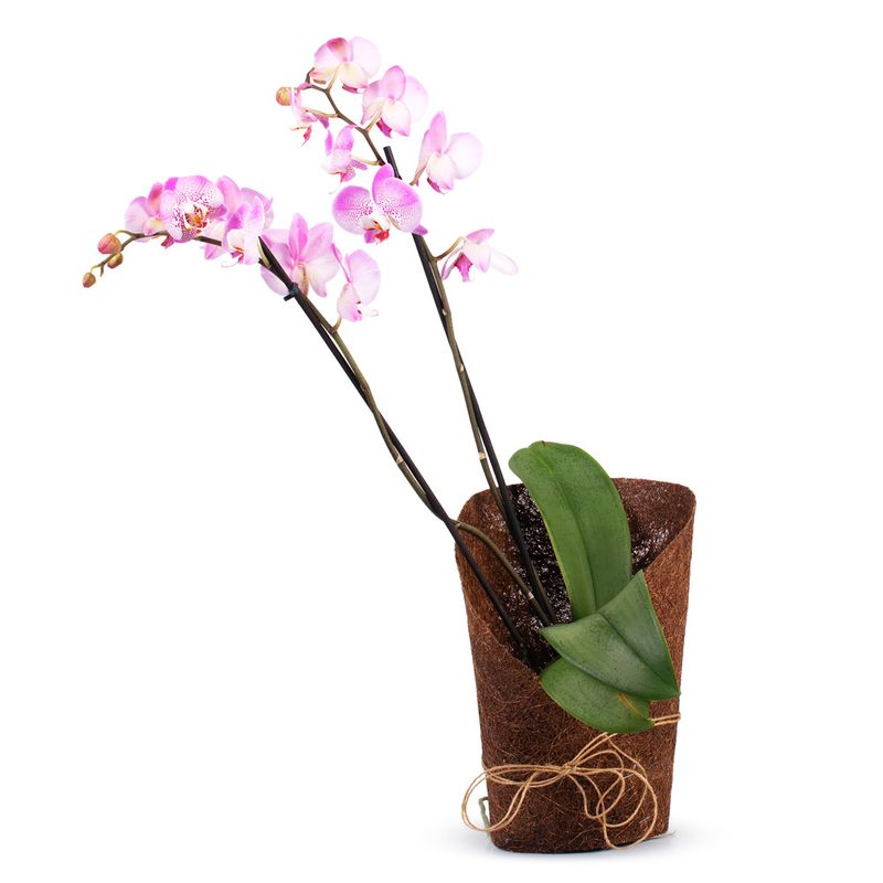 Orquidea-Phalaenopsis-Kit-Arvore