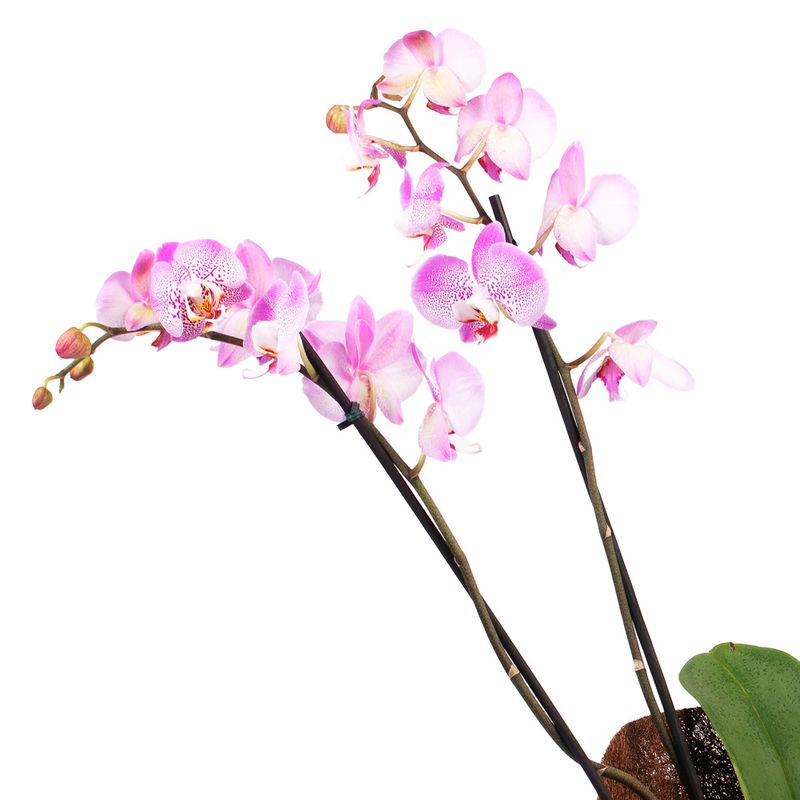 Orquidea-Phalaenopsis-Kit-Arvore
